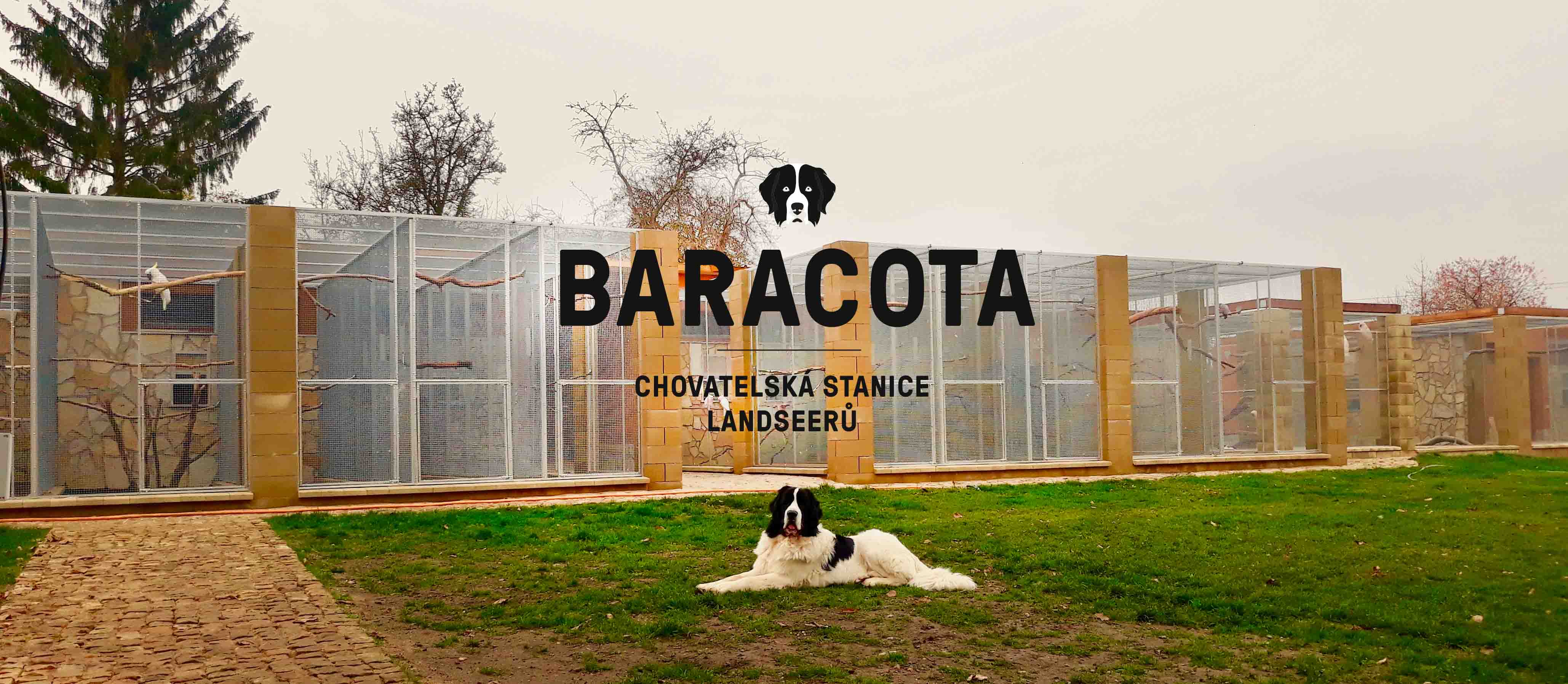 Baracota-landseer